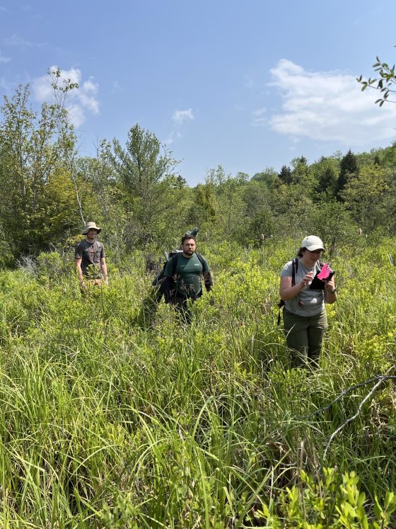 Three people walking through tall grass.